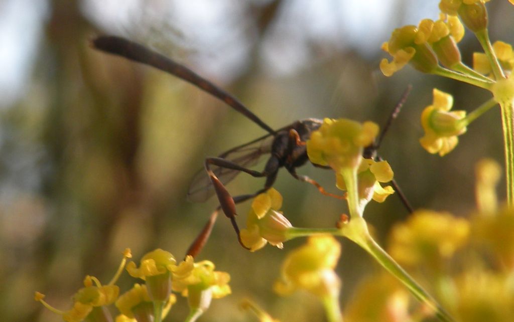 Gasteruption padani: G. cf. minutum e G. sp., maschi